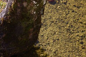 Ödensee 78046 2014-11-03.jpg