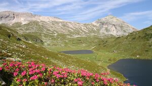 Almrauschblüte an den Giglachseen.JPG