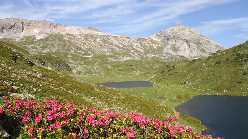 Datei:Almrauschblüte an den Giglachseen.JPG