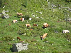 Duisitzkar 15945 2006-07-03.jpg