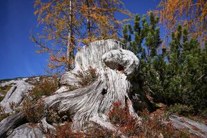 Elmgrube 37818 2011-10-16.jpg