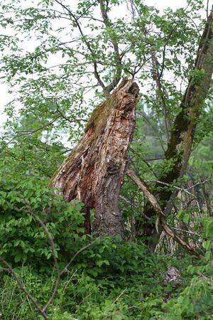 Enns-Altarme Niederstuttern 58442 2014-05-21.jpg