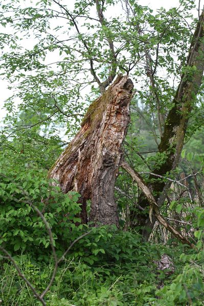 Datei:Enns-Altarme Niederstuttern 58442 2014-05-21.jpg