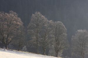 Halseralm-rittis 80005 2014-12-05.jpg