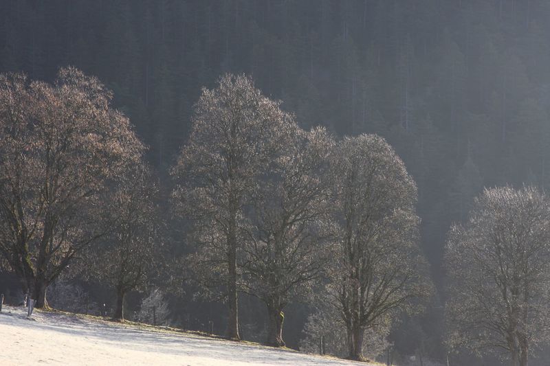 Datei:Halseralm-rittis 80005 2014-12-05.jpg