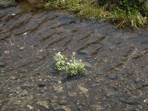 Obertalbach keinprecht 0081 2004-07-06.jpg