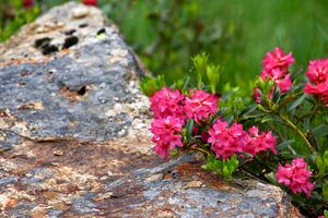 Rostblättrige Alpenro-katschtal 92335 2015-06-18.jpg