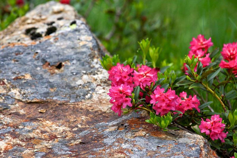 Datei:Rostblättrige Alpenro-katschtal 92335 2015-06-18.jpg