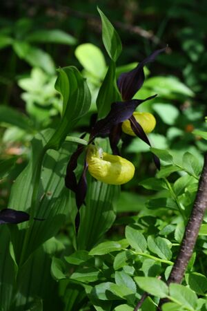 Frauenschuh 2026 2008-05-29.jpg