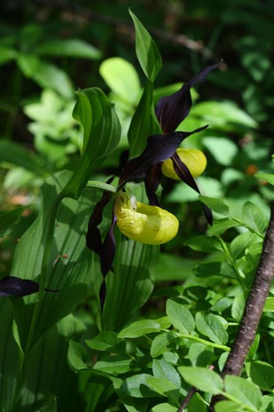 Datei:Frauenschuh 2026 2008-05-29.jpg