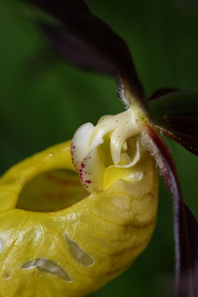 Datei:Frauenschuh 2131 2008-05-29.jpg