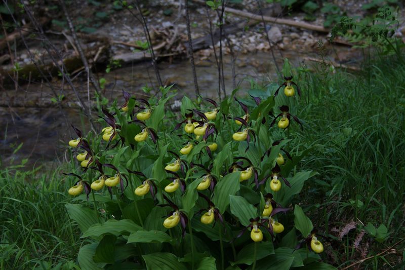 Datei:Frauenschuh 2308 2011-05-26.jpg