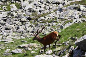 Hirsche fürstkar 1342 13-07-13.jpg