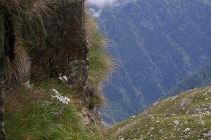 Im Wildkar 2607 2009-07-25.jpg