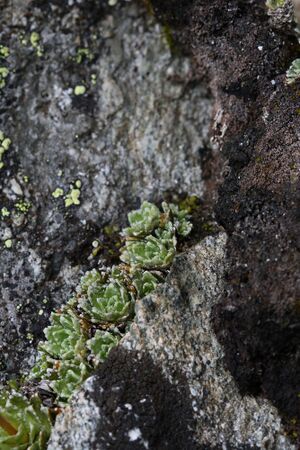 Im stegerkar 23959 2008-07-09.jpg