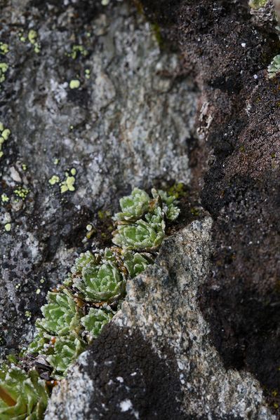 Datei:Im stegerkar 23959 2008-07-09.jpg