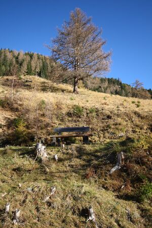 Lärche stiegleralm 14437 2015-11-18.jpg