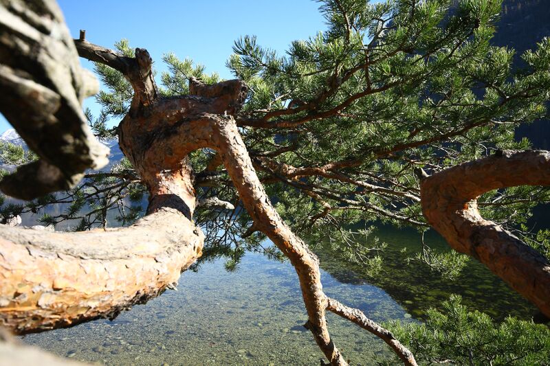 Datei:Naturdenkmal 339-1002-2014-11-03-3.jpg
