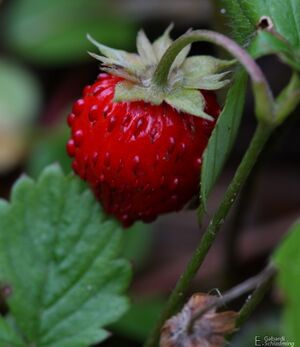 Walderdbeere0372.jpg