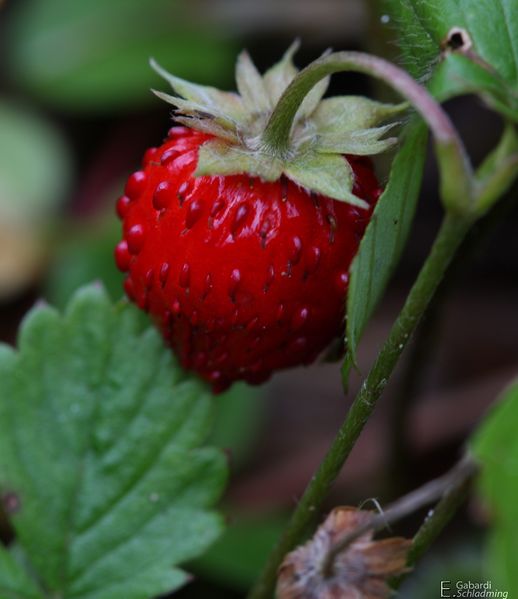 Datei:Walderdbeere0372.jpg