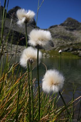 Wollgras0398.jpg