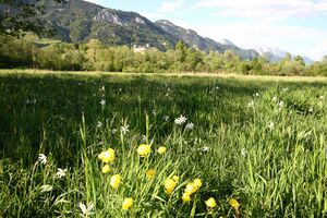 Europaschutzgebiet niederstuttern5119.jpg