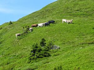 Galtvieh auf der Ginzenalm.JPG