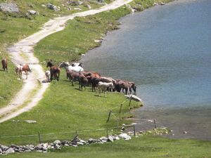 Giglachsee 8150 2007-06-20.jpg