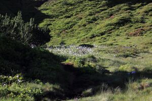 Gumpenkar 53207 2017-07-05.jpg