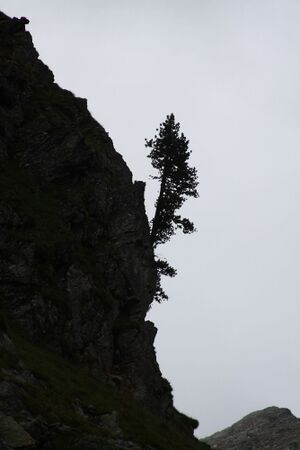 Im Wildkar 2521 2009-07-25.jpg