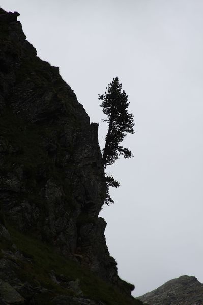 Datei:Im Wildkar 2521 2009-07-25.jpg