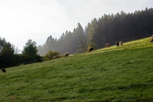 Krennbauer Sonnberg-0002-2023-08-26.jpg
