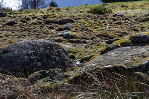 Rohrmooser Frei-1001-2014-04-07.jpg