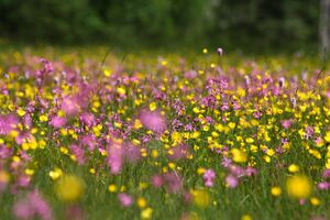 Tettermoor untertal 25309 2016-06-16.jpg