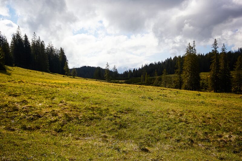 Datei:Zlaimmöser-Moore zleimalm-100-2020-05-27-5.jpg