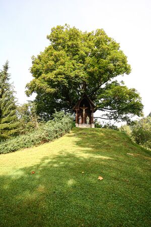 Bergahorn großsölk ID 782 34138 2016-09-03.jpg