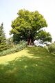 Bergahorn großsölk ID 782 34138 2016-09-03.jpg