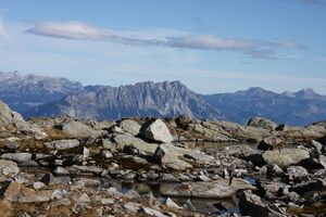 Goldlacken 0399 2013-10-08.jpg