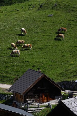 Pernerhütte neustattalm 93403 2015-06-25.jpg