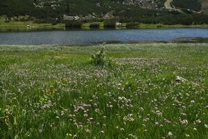 Plannersee 65275 2014-06-26.jpg