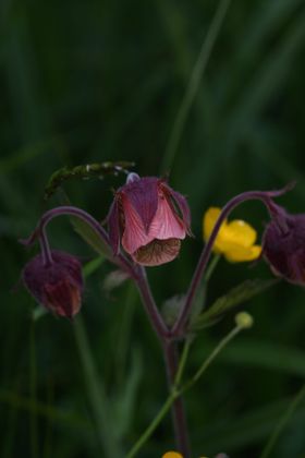 Bach-Nelkenwurz-rohrmoos 25054 2009-05-29.jpg