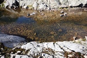 Goldlacken 0347 2013-10-08.jpg