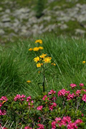 Im wildkar 23645 2008-06-26.jpg