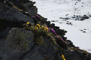 Klaffer 4390 2011-05-30.jpg