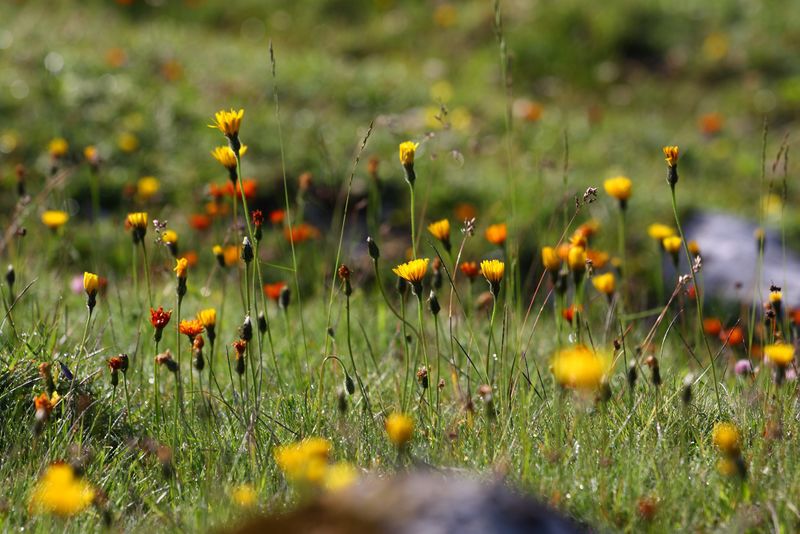 Datei:Wiesalm-kemetgebirge 97127 2015-07-16.jpg