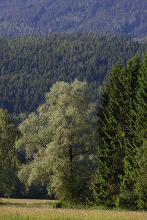 Enns-Altarme bei Niederstuttern 58869 2014-05-26.jpg