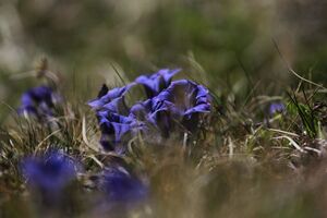 Enzian sattental 46094 2017-05-19.jpg