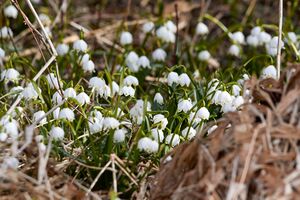 Frühlingsknoten trautenfels-0157-2023-03-10.jpg