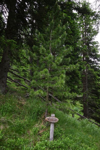 Datei:Katschtal -emma-zirbe 92285 2015-06-18.jpg