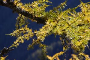 Lärche kaltherbergalm 37996 2011-10-18.jpg